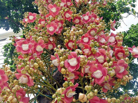 Cannonball Herb Seeds