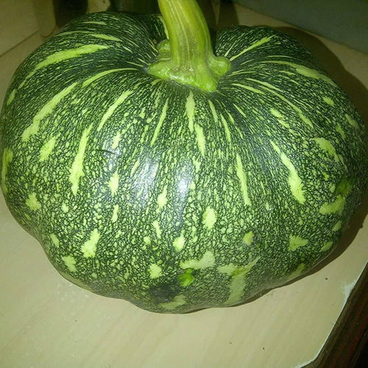 Pumpkin F1 HYB CHK-10 Vegetable Seeds