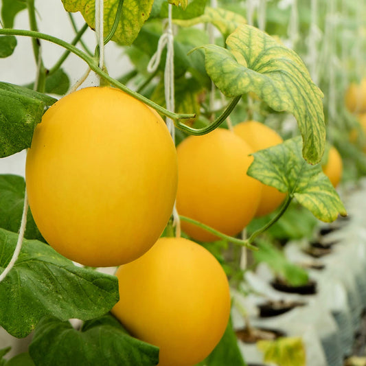 South Cucumber Yellow Round Vegetable Seeds