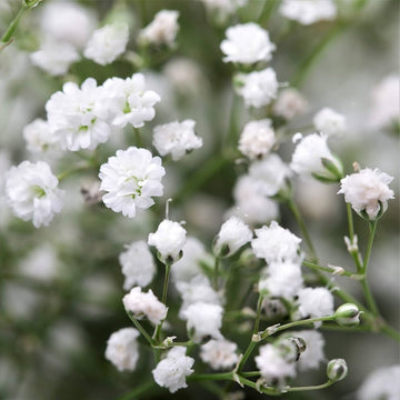 Gypsophila Flower Seeds - Delicate Baby’s Breath for Your Garden