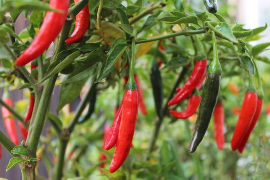 Hot Red Pepper Vegetable Seeds