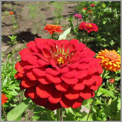 Zinnia Red Tall Flower Seeds