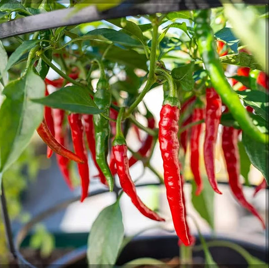 Chilli Hot Pepper OS-402 F1 Vegetable Seeds