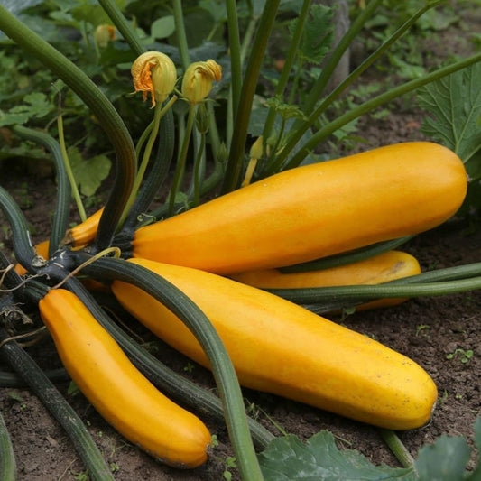 Yellow Long Squash Zucchini Vegetable Seeds