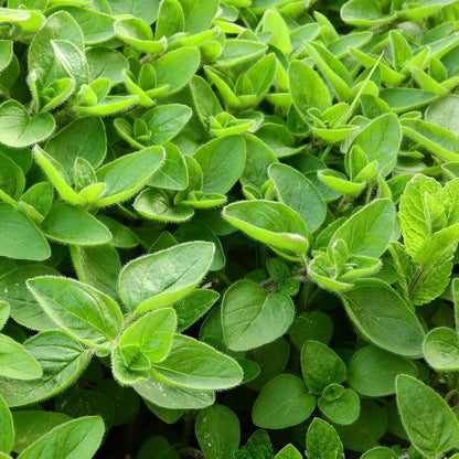MARJORAM IMPORTED Herb Seeds