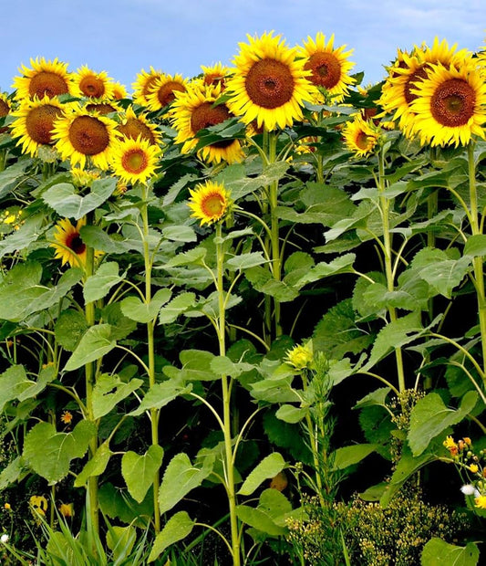 Miniature Sunflower Seeds