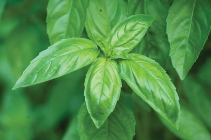 Basil Genovese Green Microgreens Seeds