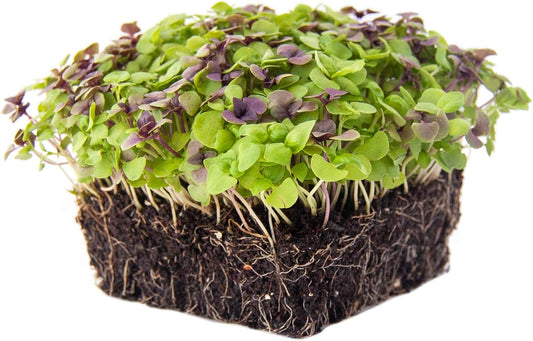 Basil Mysticantza Microgreens Seeds - Premium Mixed Combo for Home Gardening