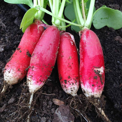 Radish Half Red Long Microgreens Seeds