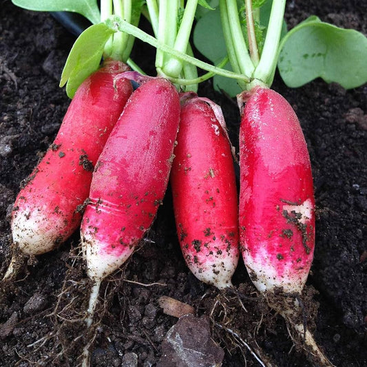 Radish Half Red Long Microgreens Seeds
