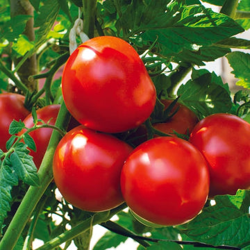 Tomato Vijaylaxmi 5 Hybrid Vegetable Seeds