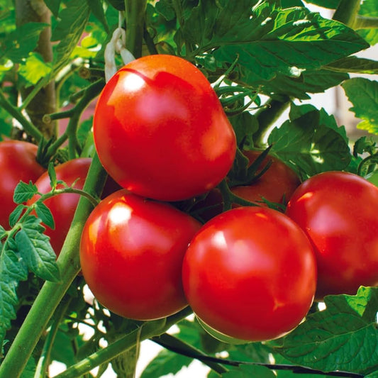 Tomato Vijaylaxmi 5 Hybrid Vegetable Seeds