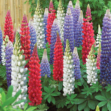 Lupin Pixie Dwarf Mixed Flower Seeds