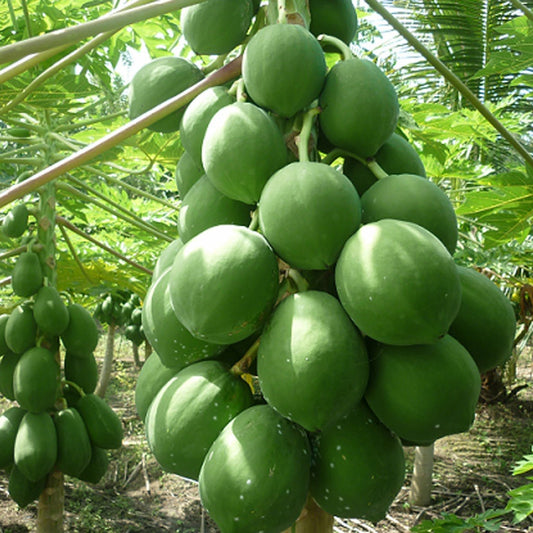 Papaya Shah Nanah Vegetable Seeds