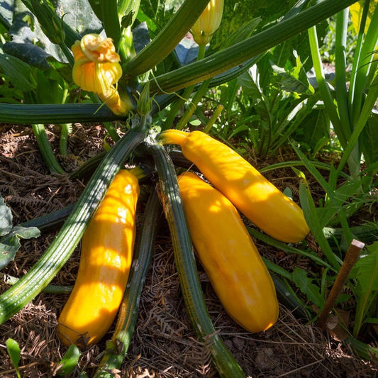 Yellow Long Squash Zucchini Vegetable Seeds