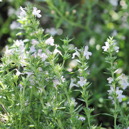 Premium Savory Winter Herb Seeds