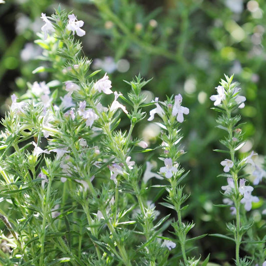 Premium Savory Winter Herb Seeds
