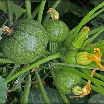 Round Yellow Squash/Zucchini Exotic Vegetable Seeds