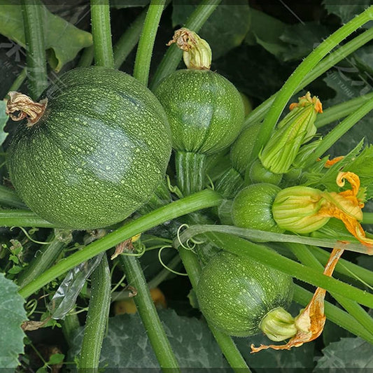 Round Yellow Squash/Zucchini Exotic Vegetable Seeds