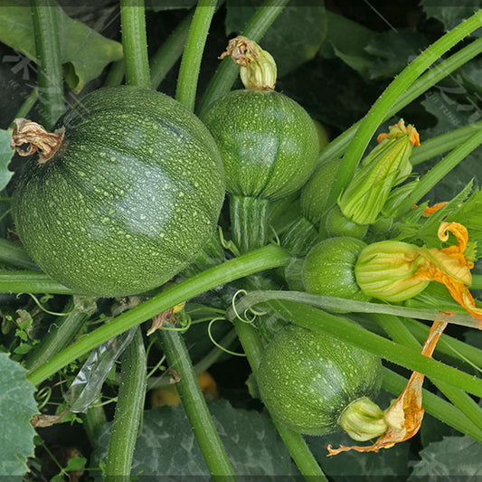 Chappan Kadu F1 Hybrid Summer Squash Vegetable Seeds