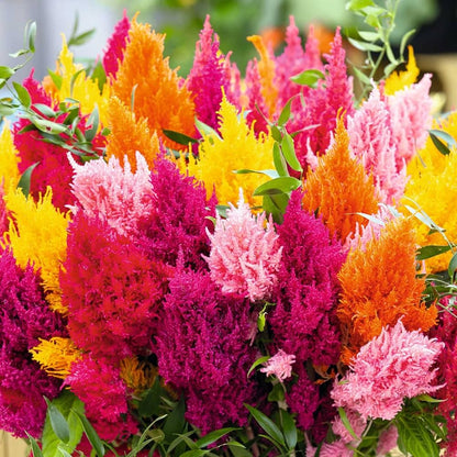 Celosia Mixed Summer Flower Seeds