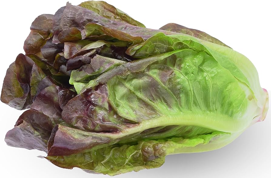Romaine Red Microgreens Seeds for Fresh Lettuce Salad