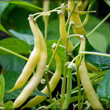 Golden Wax Climbing Beans – Premium High-Yield Climbing Bean Seeds Exotic Vegetable Seeds