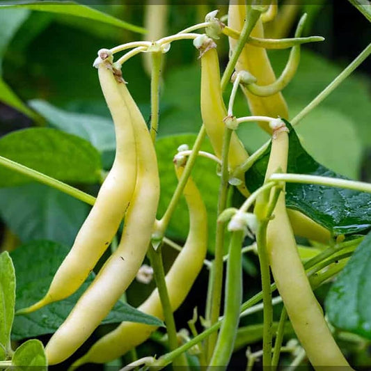 Golden Wax Climbing Beans – Premium High-Yield Climbing Bean Seeds Exotic Vegetable Seeds