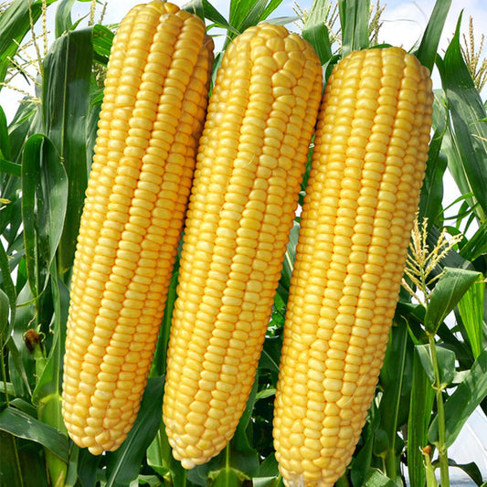 Sweet Corn F1 Hybrid Vegetable Seeds