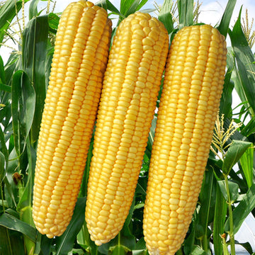 Baby Corn F1 Hybrid Vegetable Seeds