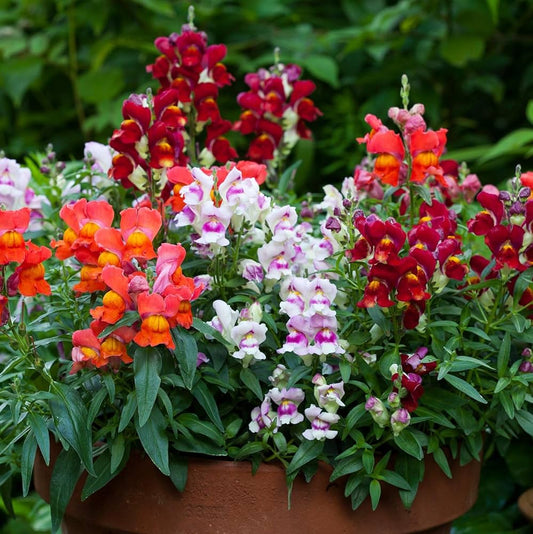 Antirrhinum Dwarf Mixed Flower Seeds