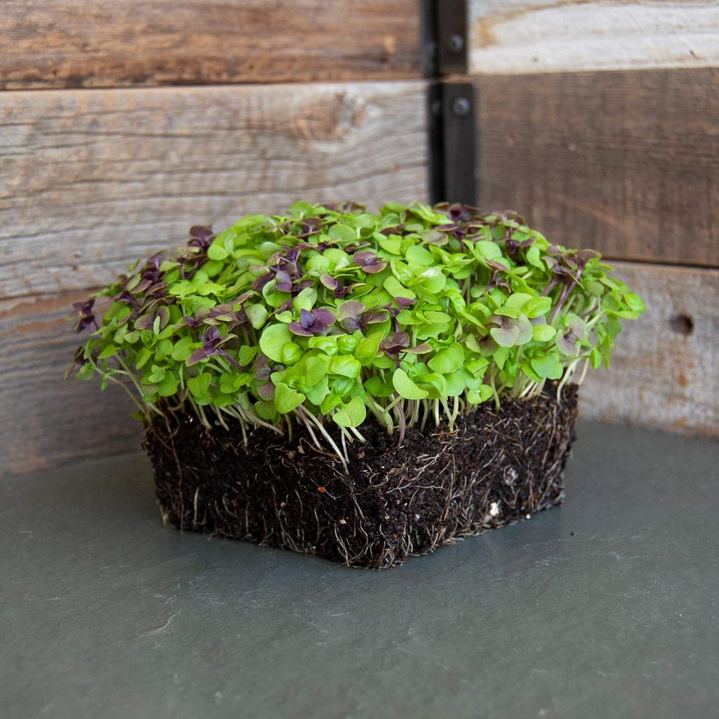 Basil Mysticantza Microgreens Seeds - Premium Mixed Combo for Home Gardening