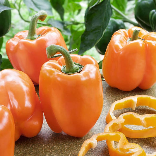 Orange Bell Pepper Seeds - Capsicum Exotic Vegetable Seeds