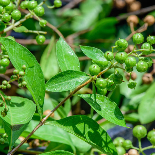 Mehendi Heena Leaves Herb Seeds