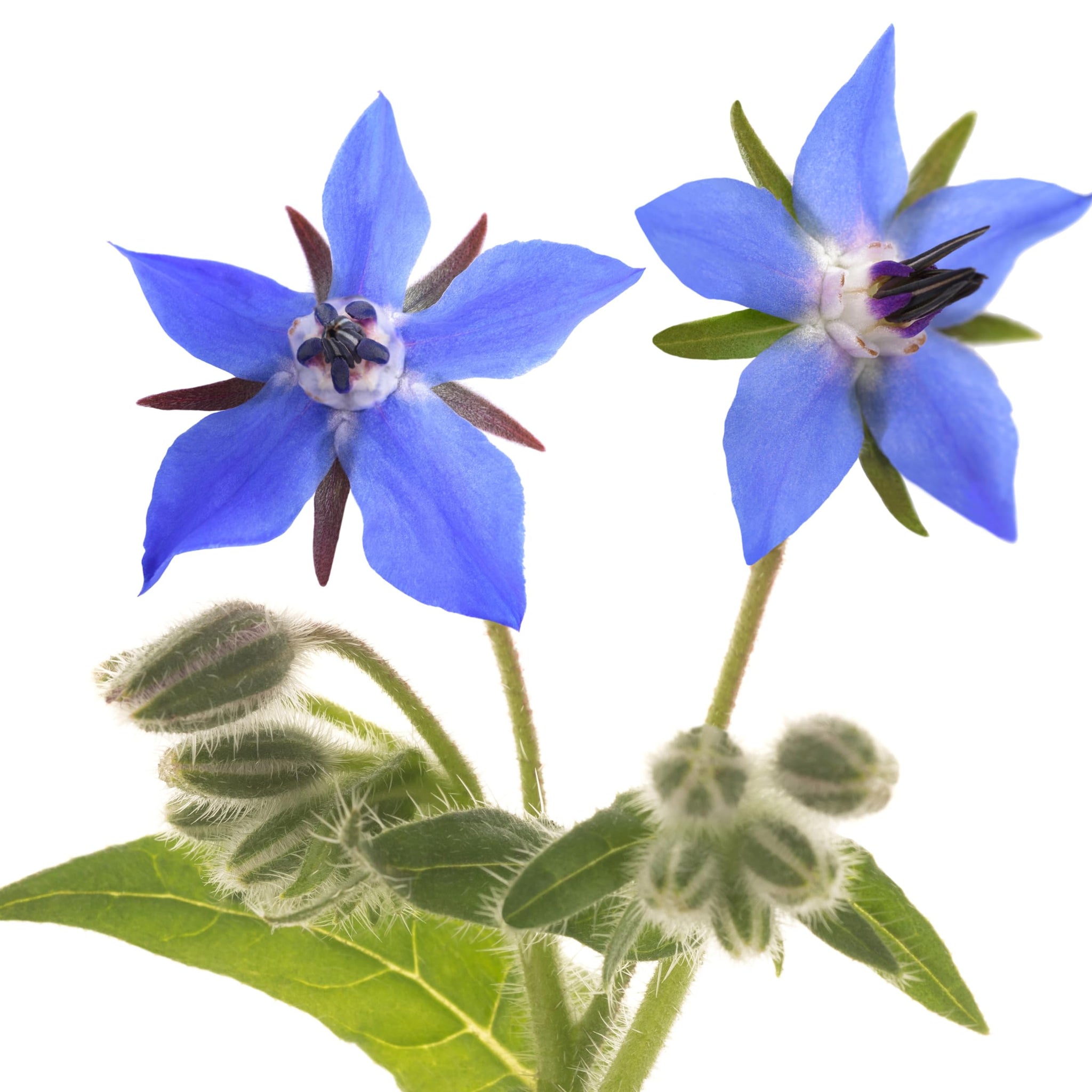 Borage Imported Edible Flower Seeds