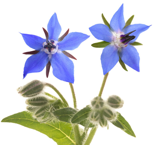 Borage Imported Edible Flower Seeds