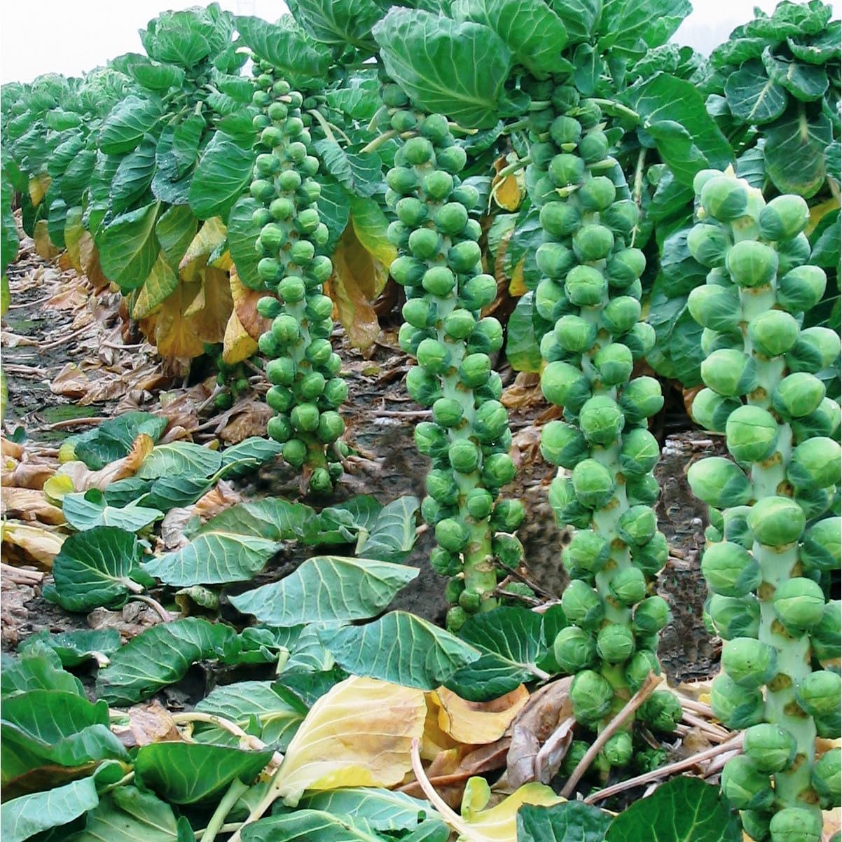Brussels Sprouts Imported Long Island  Exotic Vegetable Seeds