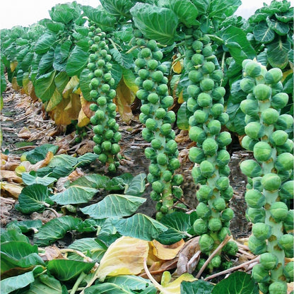 Brussels Sprouts Imported Long Island  Exotic Vegetable Seeds