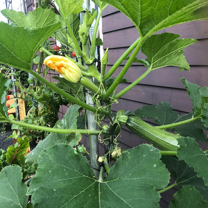 Green Long Squash/Zucchini Exotic Vegetable Seeds