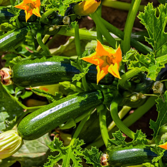 Green Long Squash/Zucchini Exotic Vegetable Seeds