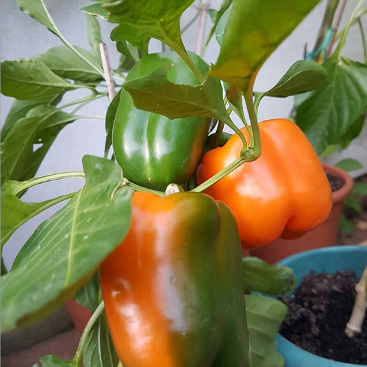 Orange Bell Pepper Seeds - Capsicum Exotic Vegetable Seeds