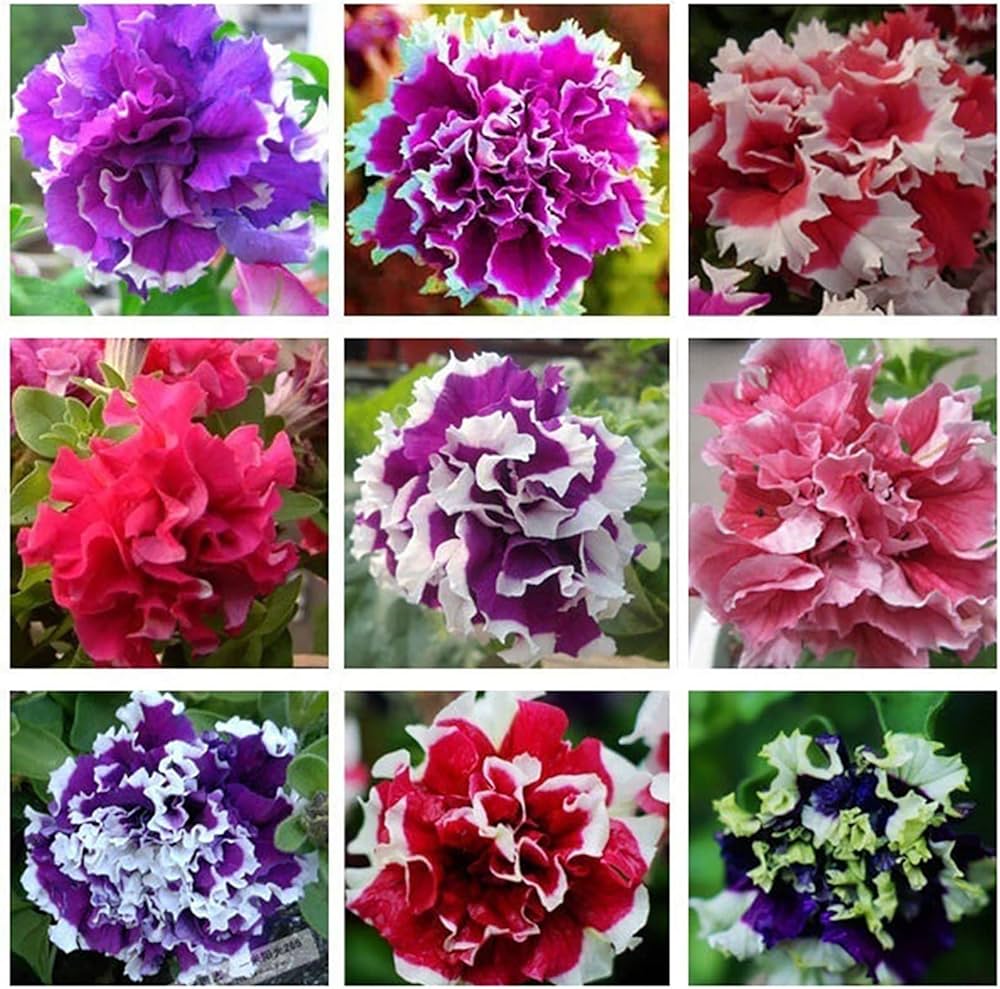 Petunia Double Mixed Color Flower Seeds