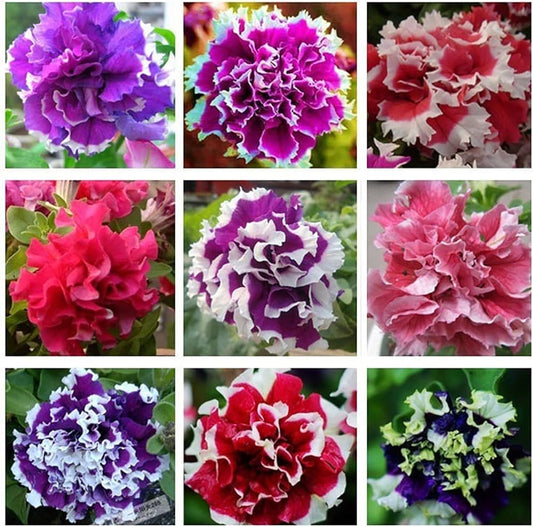 Petunia Double Mixed Color Flower Seeds