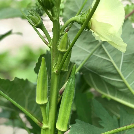 Okra F1 Hybrid No. 3 Vegetable Seeds