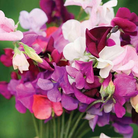 Sweet Pea Bonanza Mixed Winter Flower Seeds