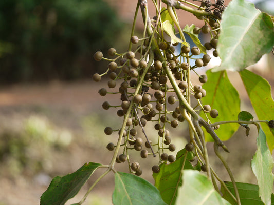 Bischofia Javanica Herb Seeds