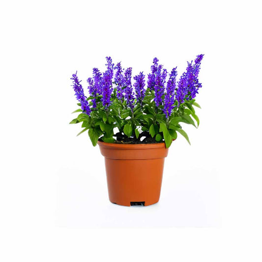 Salvia Farinacea 'Blue' Winter Flower Seeds