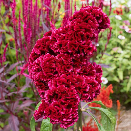 Cockscomb Red Summer Flower Seeds