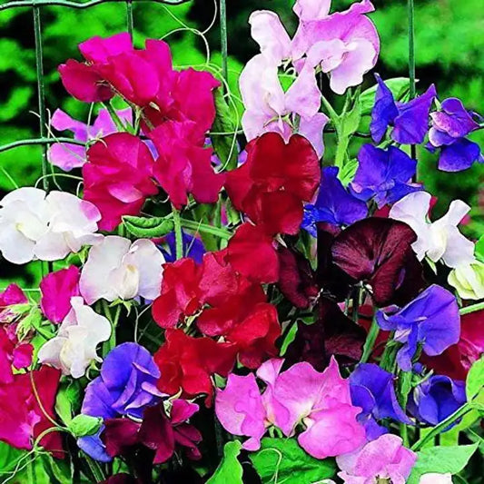Sweet Pea Bonanza Mixed Winter Flower Seeds