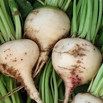 Organic Beetroot White Microgreens Seeds